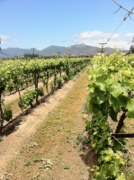 Chile Wineries, Casablanca Valley